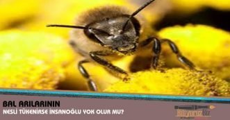 bal arılarının nesli tükenirse insanoğlu yok olur mu e1611872053374