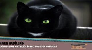 Kara Kedilerin Uğursuzluk Getirdiği İnancı Nereden Geliyor?