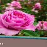 Peki Nasıl Çiçeklerin Kokusu Olur ?