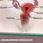 Gebelik Döneminde Üreme Organlarında Oluşan Değişmeler Nelerdir ?