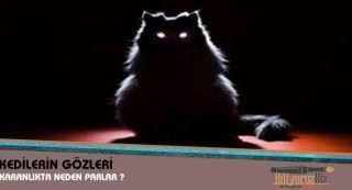 Kedilerin Gözleri Karanlıkta Neden Parlar ?