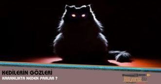 Kedilerin Gözleri Karanlıkta Neden Parlar e1611871360514