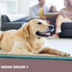 Köpekler Ortalık Sessizken Dahi Neden Havlar ?