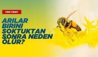 Arılar Birini Soktuktan Sonra Neden Ölür ?