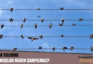 Elektrik Tellerine Oturan Kuşlar Neden Çarpılmaz?