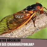 Çekirge Ve Ağustosböcekleri Nasıl Bu Kadar Ses Çıkarabiliyorlar?